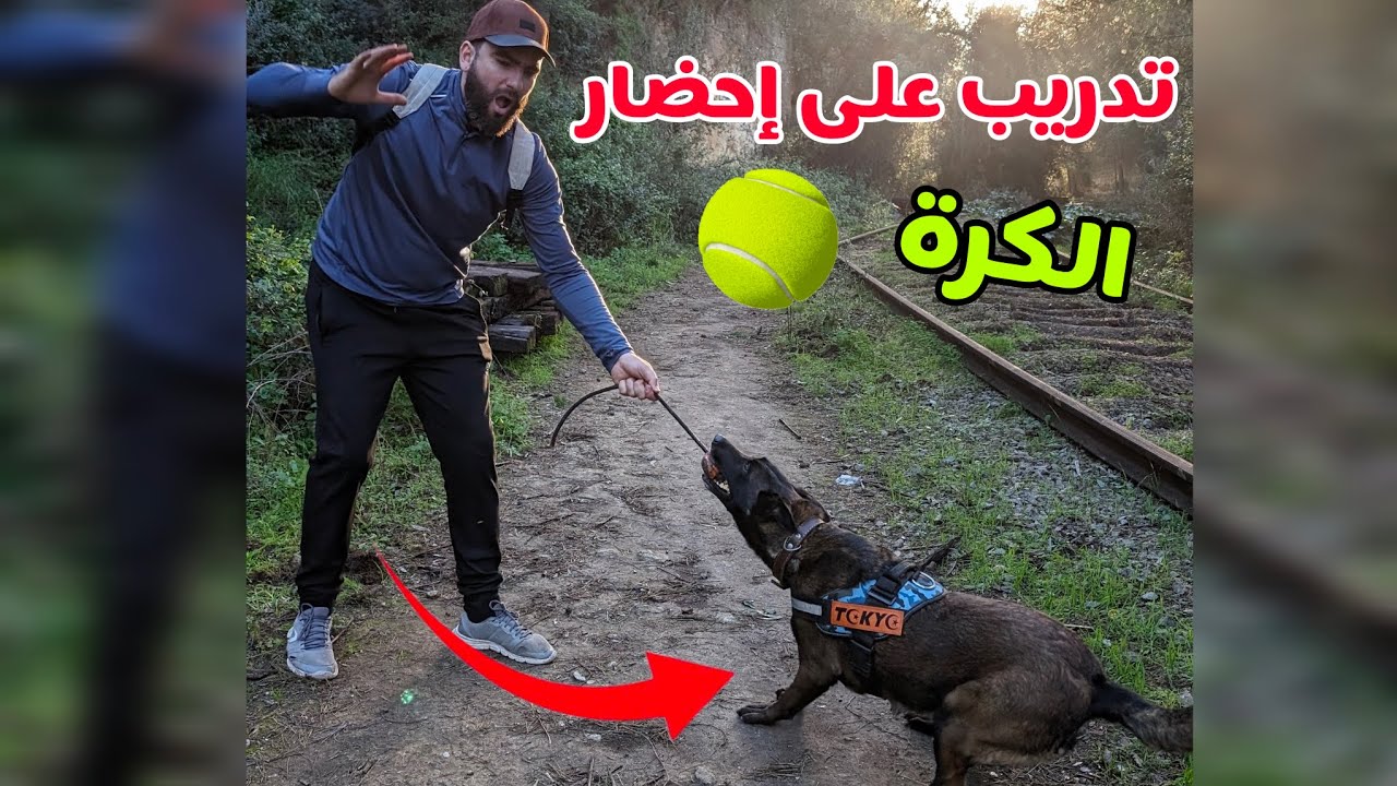 تدريب الكلب🐕&zwj;🦺 على إحضار الكرة⚽ بالطريقة مضمونة 😍