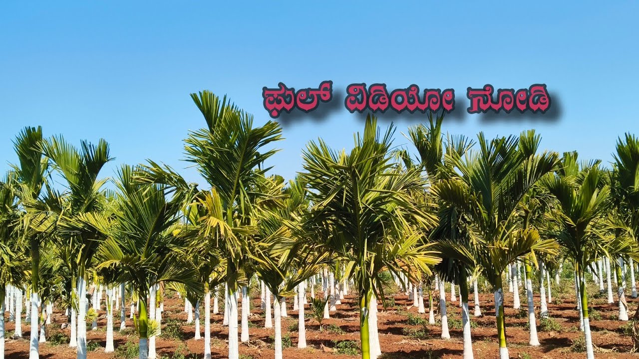   ಅಡಿಕೆ ತೋಟ || Nut Plantation || January 20, 2026 #agriculture #farming #nature 