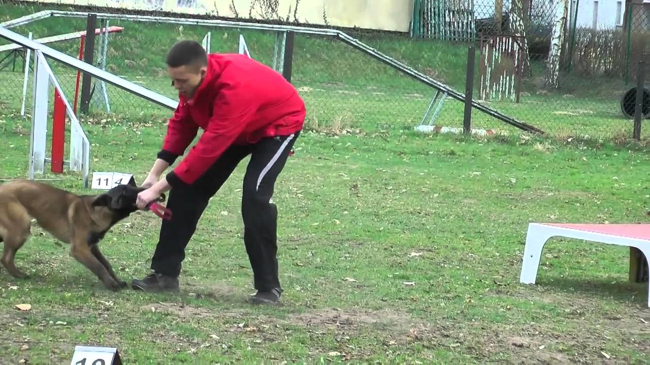 C'est l'histoire d'un malinois ...