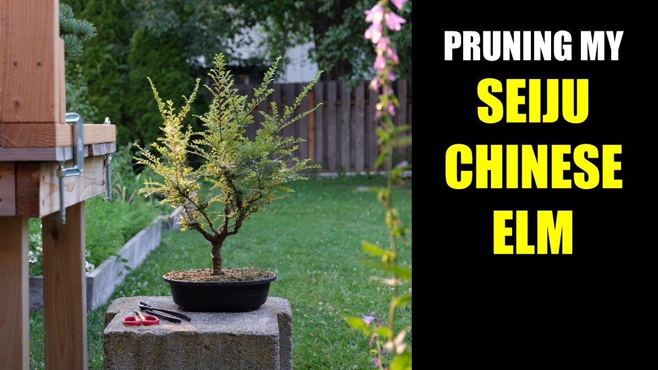 Pruning my Seiju Chinese Elm Bonsai