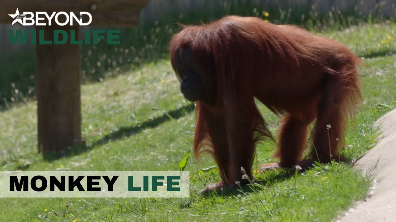 S10E20 | More Sad News At Monkey World As Hsiao-Quai Passes Away | Monkey Life | Beyond Wildlife