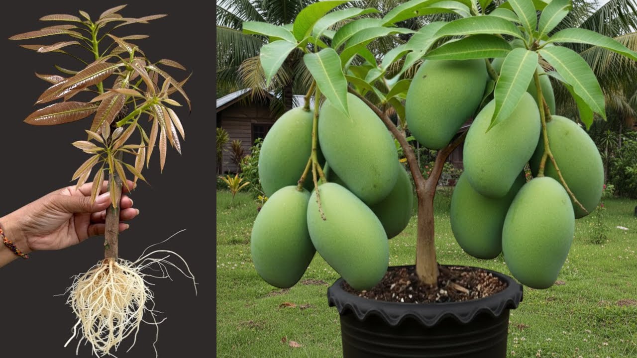 Unique Technique: Grafting Mango Tree Cutting Faster With Aloe Vera,a great way to graft mango tree