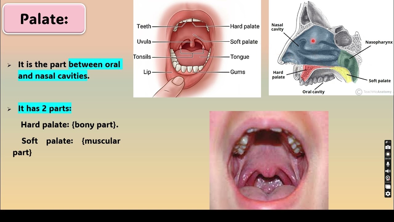 General anatomy (Digestive system GIT )