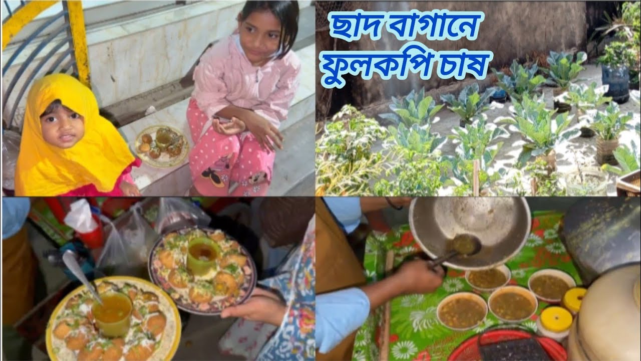 ছাদ বাগানে ফুলকপির চাষ | সন্ধ্যার পরে ফুচকা খেতে বাহিরে গেলাম |#vlog #video #viral #fuchka 