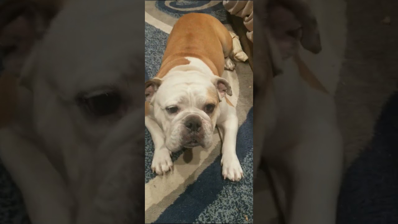 A Dogs prays ,All Dogs Go To heaven