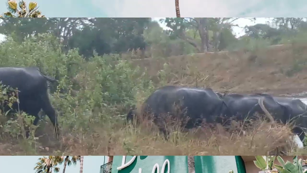 අපේ රටේ අනතුරට පත්වි ඇති මී ගව පාලනය