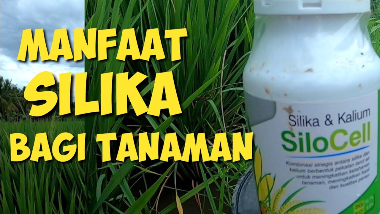 PERAN PENTING SILIKA BAGI TANAMAN