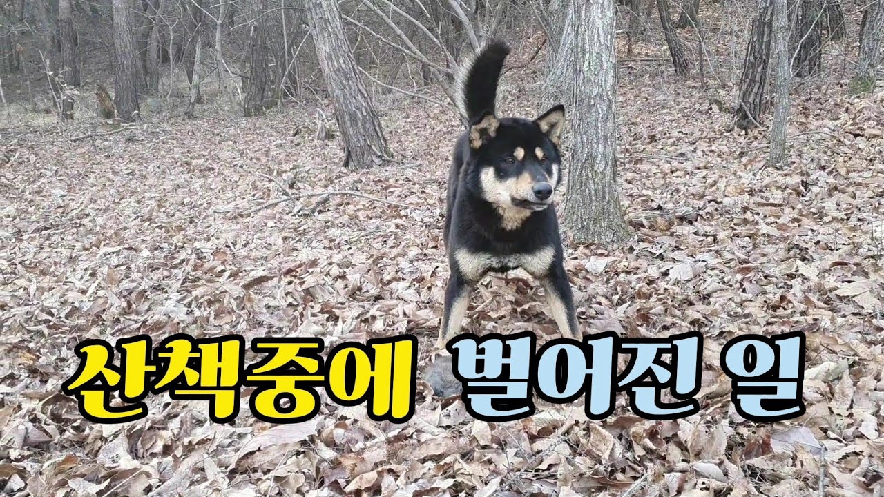 대장견 산이를 풀어줬더니