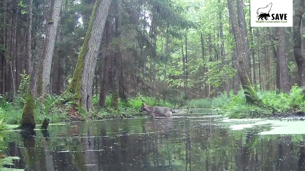 Czarne wilki w polskim lesie / Black wolves in Poland