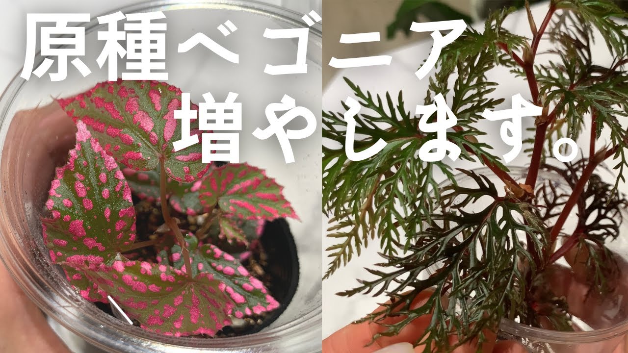 ベゴニア（原種）を育ててみよう！挿し木で増やすことができました！【ネグロセンシス・パボニナ・ビピンナティフィダ】