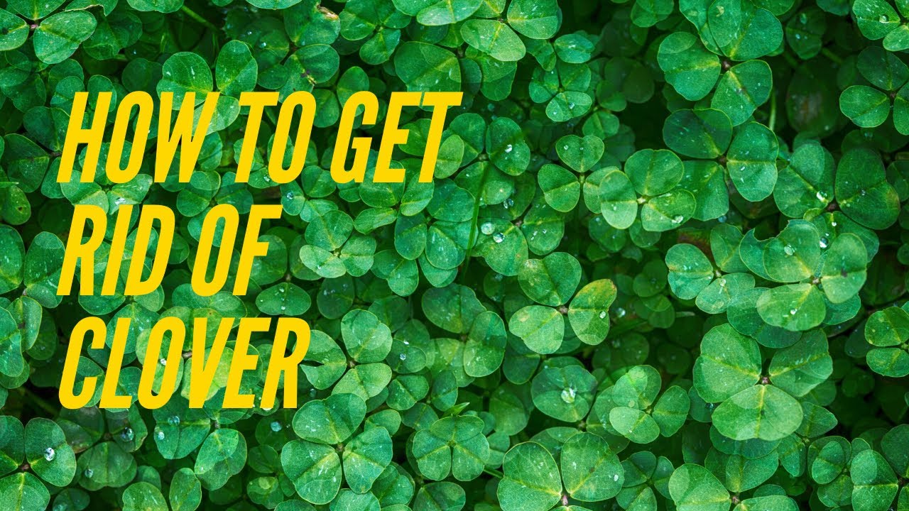 How to get rid of clover in your lawn