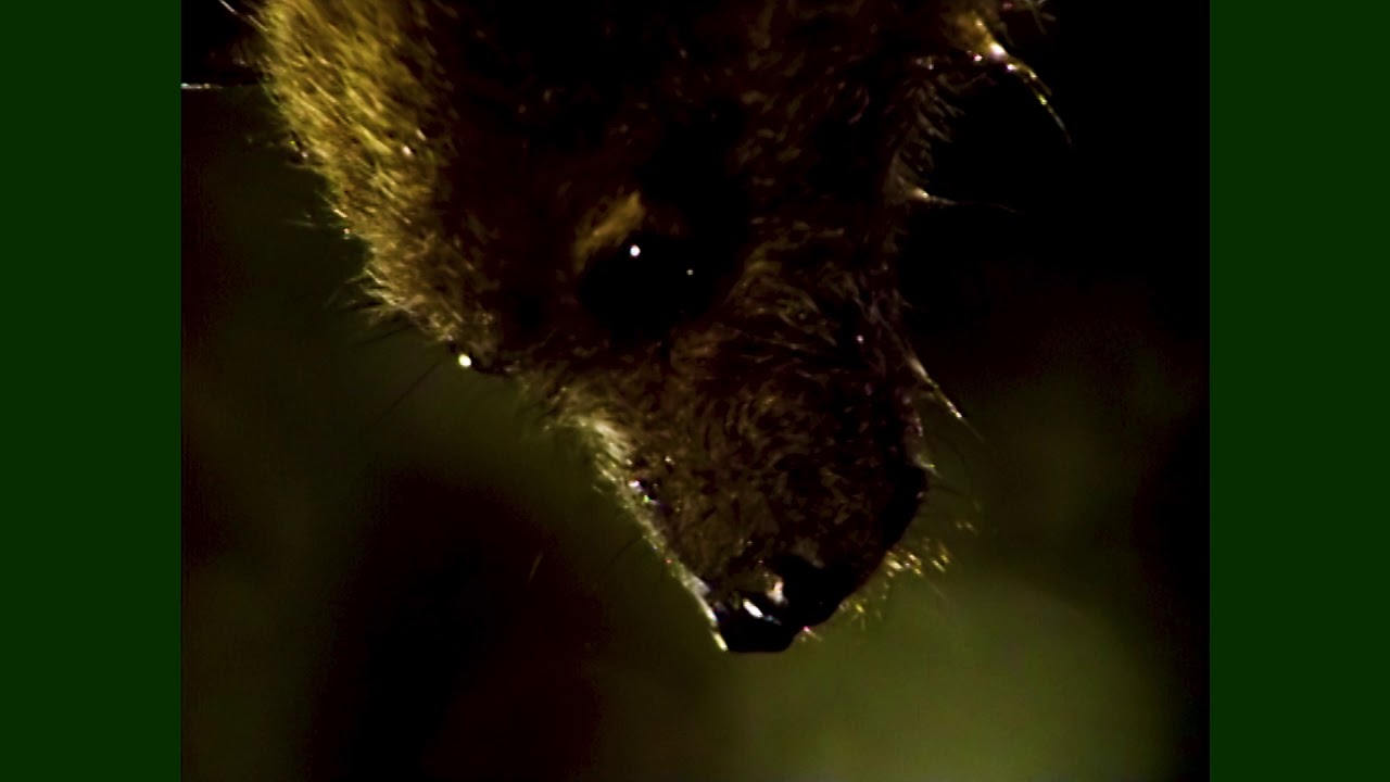 Feathers Fur or Fins...Flying Fox | Don Spencer | Music for Kids