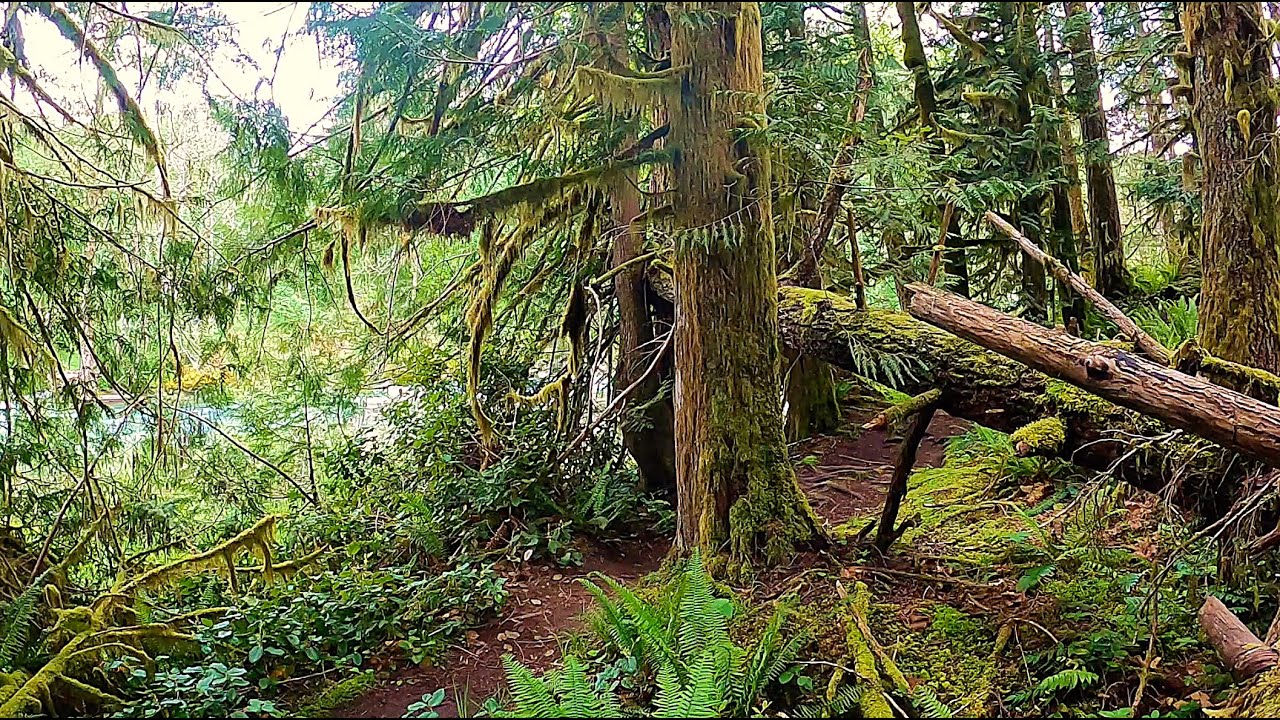 Forest Ambiance with River - Original Audio