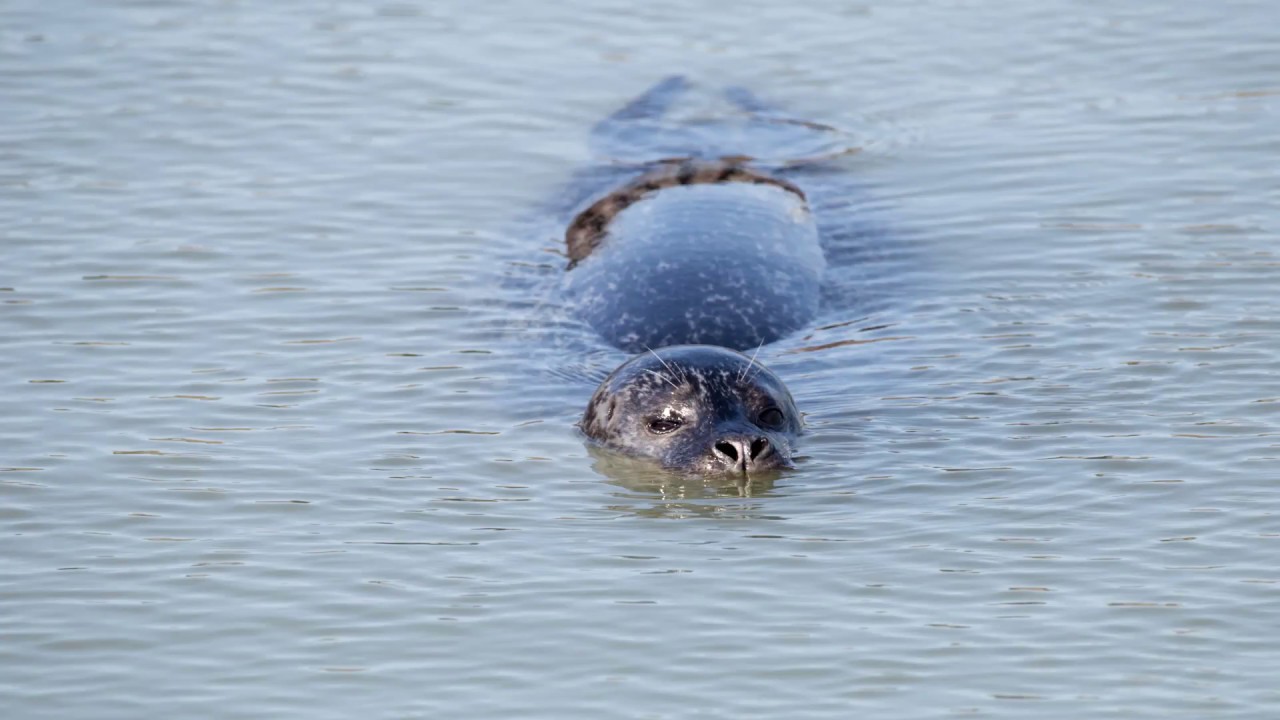 Seehunde im Hafenbecken von Horumersiel, Südliche Nordsee