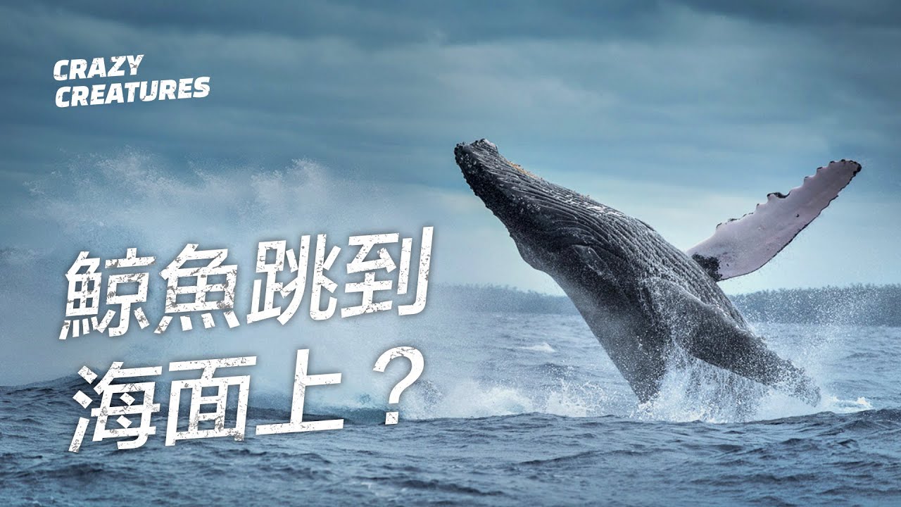 為什麼鯨魚要跳到水面上？| 奇怪動物紀錄片
