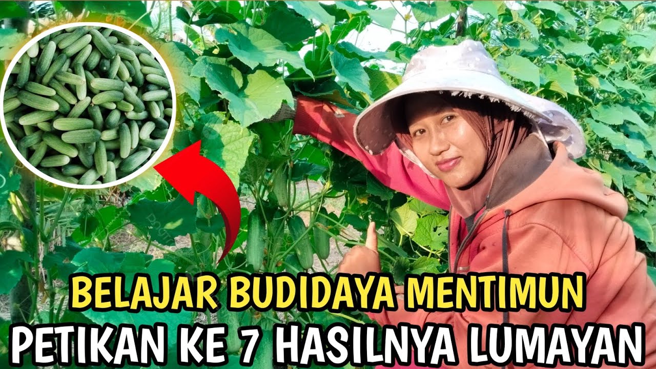 🛑ALHAMDULILLAH PANEN MENTIMUN KE 7X HASILNYA LUAR BIASA TRANSMIGRASI KALIMANTAN UTARA