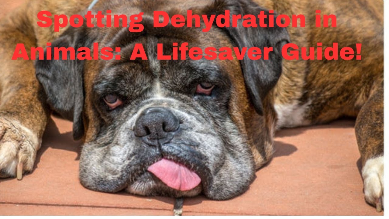 Spotting Dehydration in Animals A Lifesaver Guide! #animalrescue #wildliferescue #animallovers