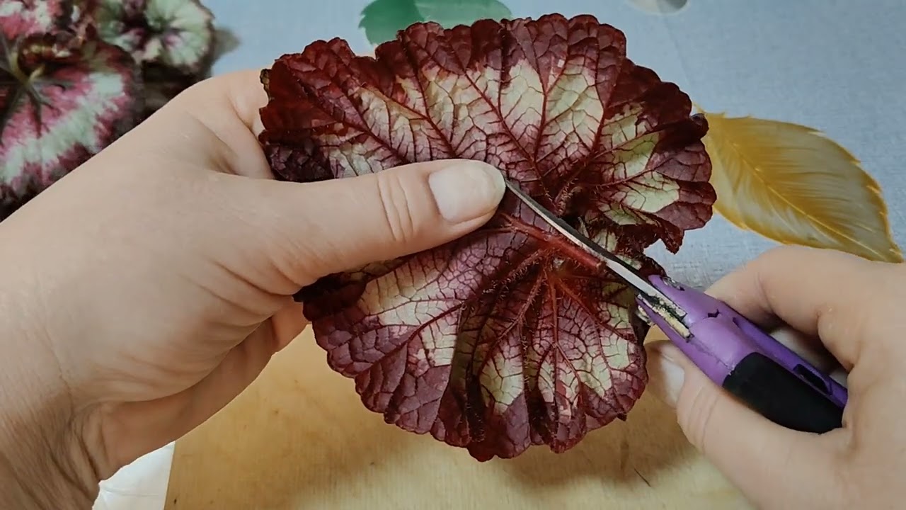 РАЗМНОЖЕНИЕ  БЕГОНИЙ  ФРАГМЕНТАМИ  ИЗ  ЛИСТЬЕВ 🌺🌺🌺11 января 2026 г.