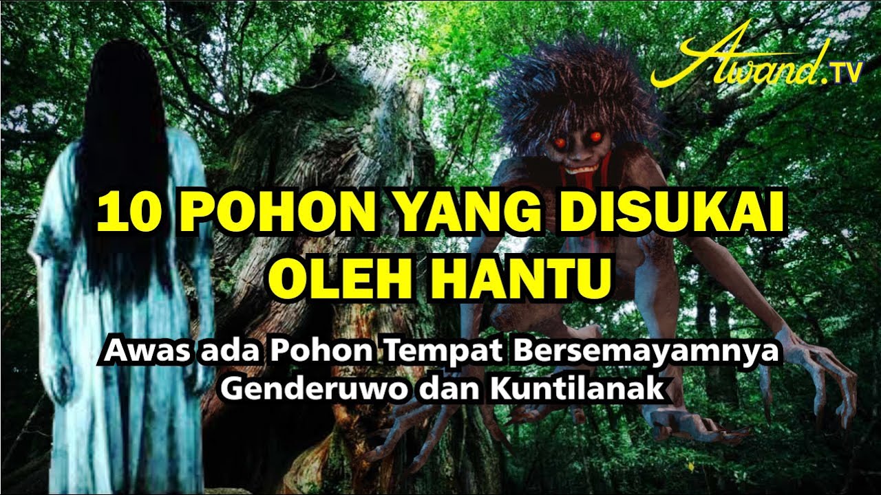 10 Pohon Yang Disukai Oleh Hantu | Awas ada Pohon Tempat Bersemayamnya Genderuwo dan Kuntilanak