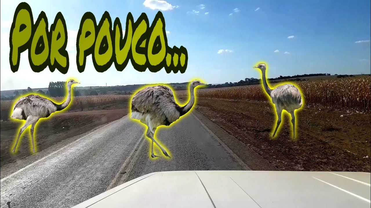 EMAS NA ESTRADA - QUASE FORAM ATROPELADAS