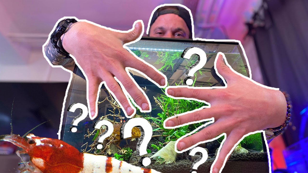 CHOSE PROMISE, CHOSE DUE !! ( ...ENFIN) - TOOPET