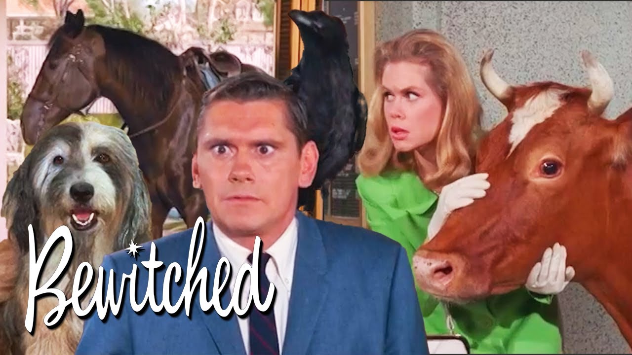 The Animals Of Bewitched | Bewitched