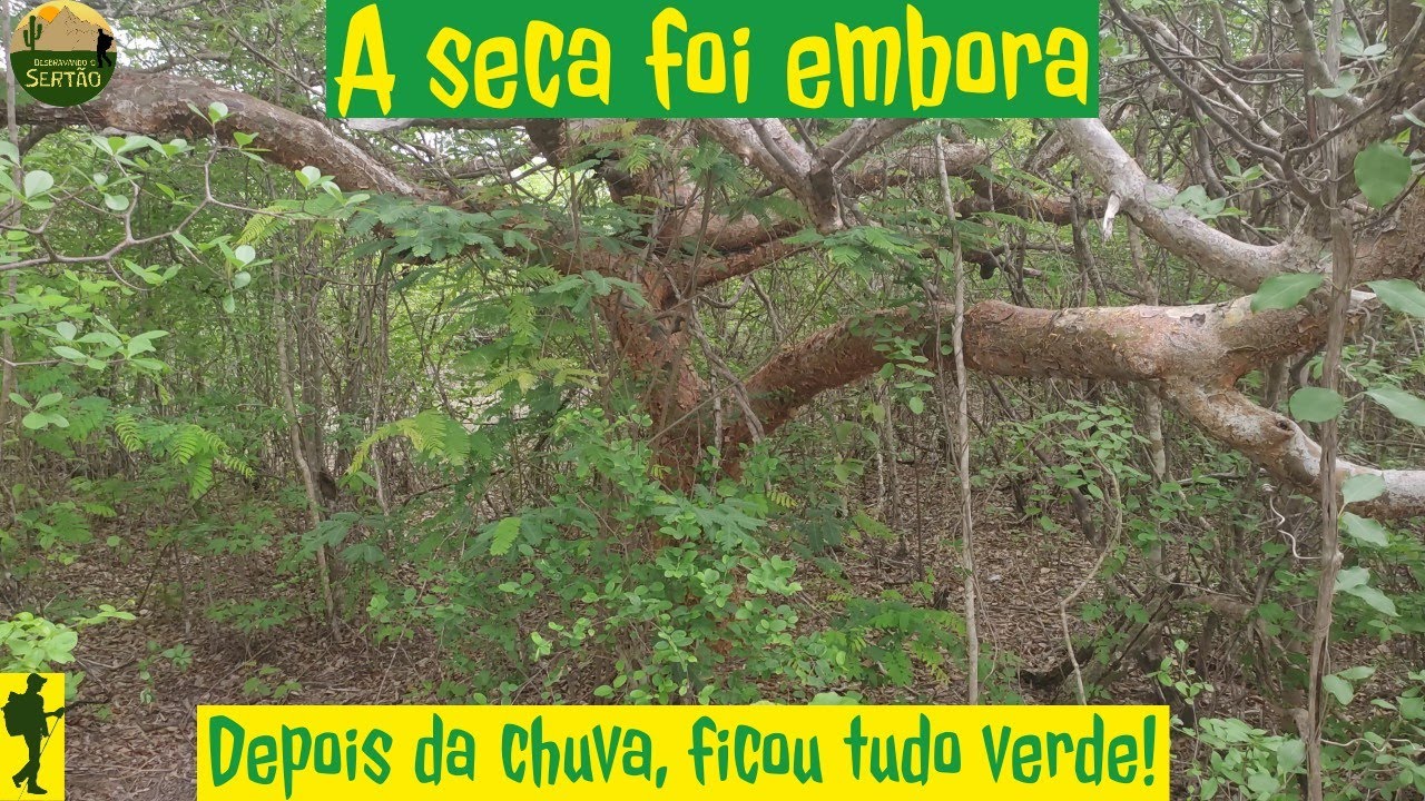CHOVEU E A CAATINGA TRANSFORMOU / Tudo Ficando Verde