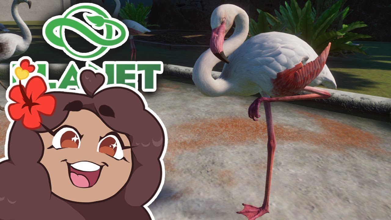Gathering a Golden Flock of FLAMINGOS!! 🐼 Daily Planet Zoo! • Zoodesia! • Day 89