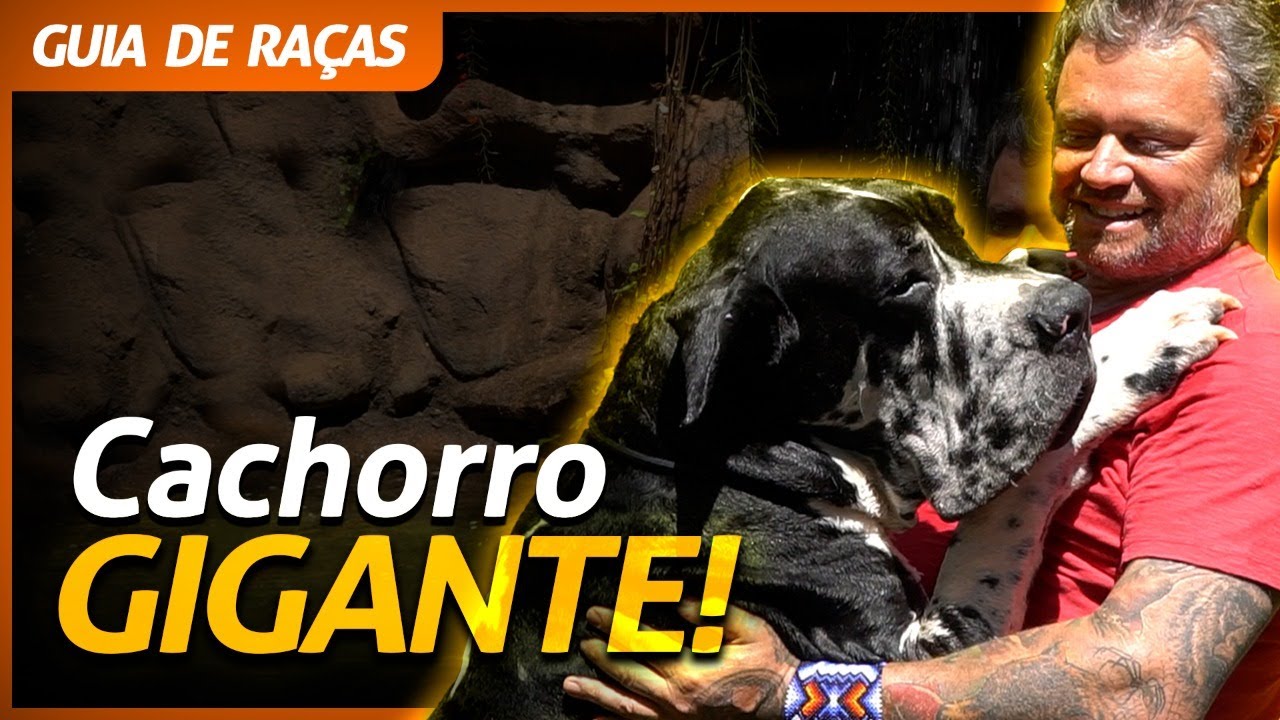 DOGUE ALEMÃO, O MAIOR CACHORRO DO MUNDO! | RICHARD RASMUSSEN