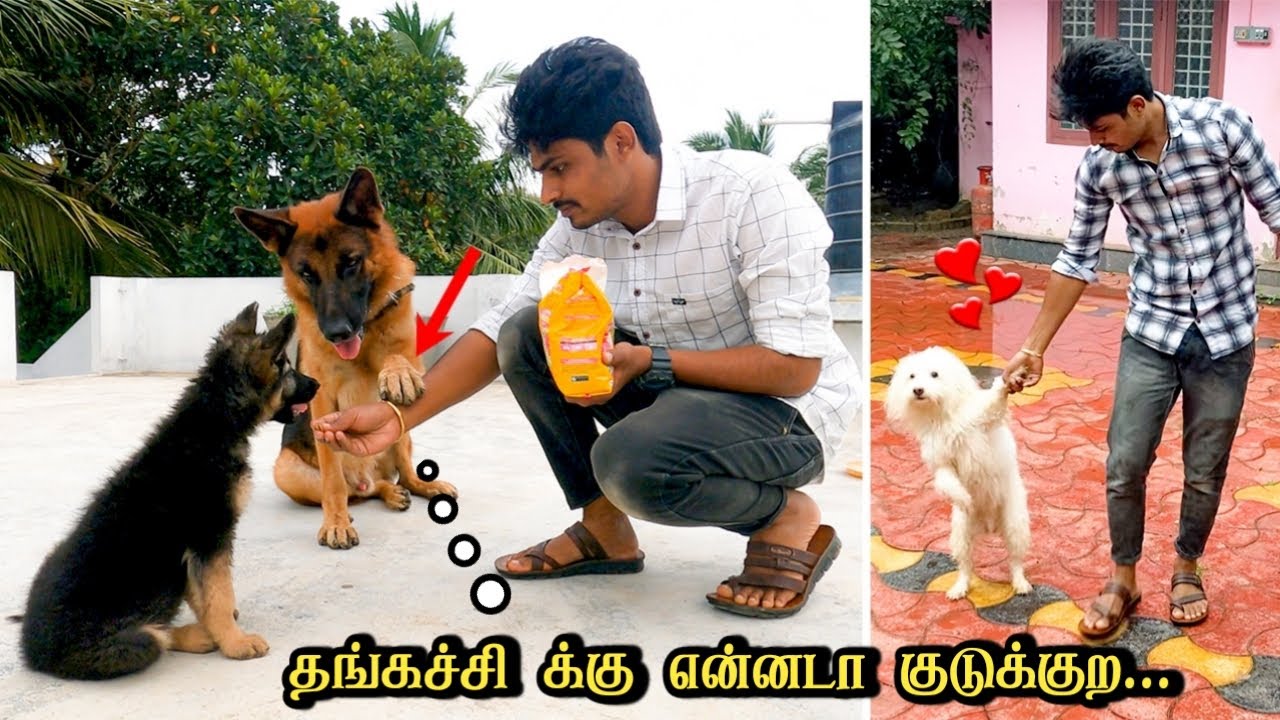 தங்கச்சி-க்கு என்னடா குடுக்கிற 😂 | Jacky VS rosy | Jacky The German Shepherd