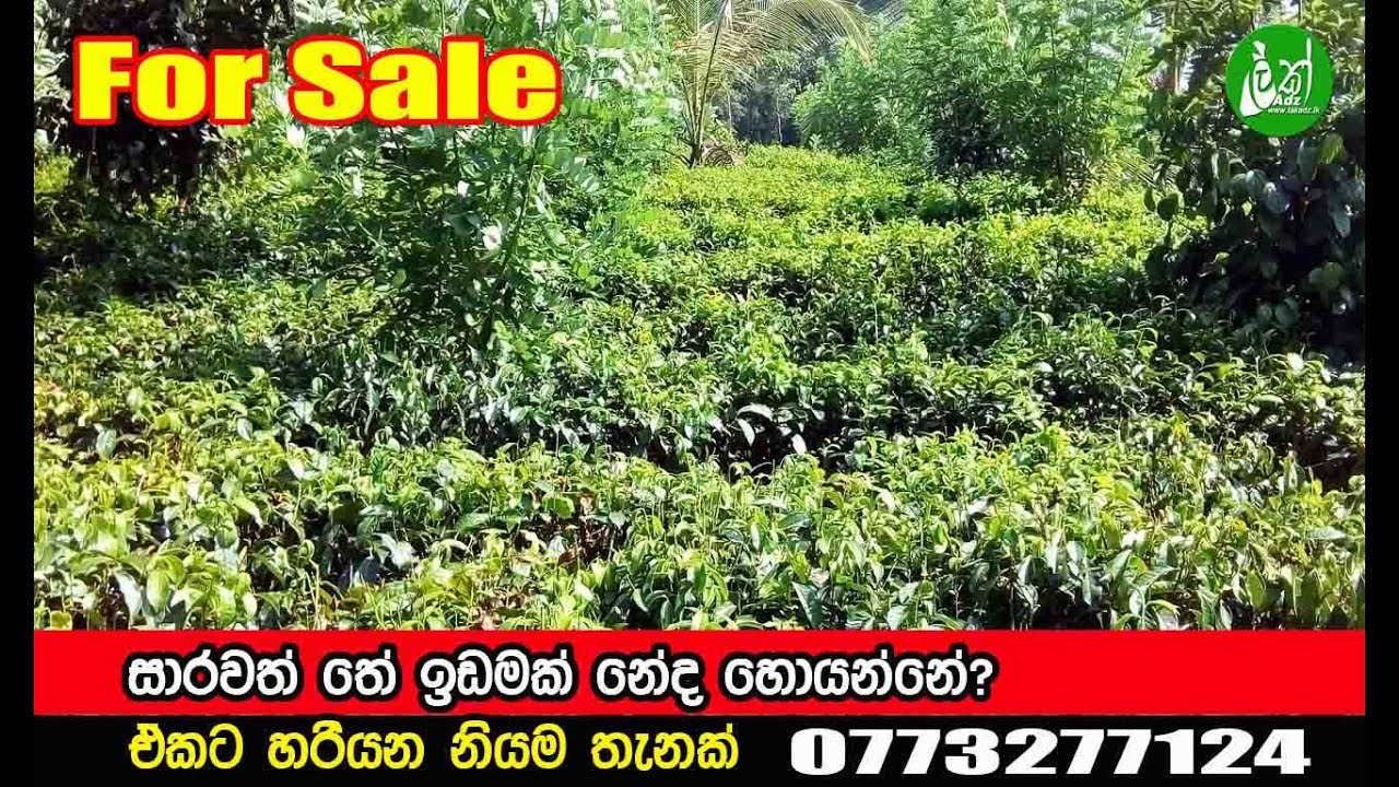 Galle - 10 Acre Estate for Sale.
