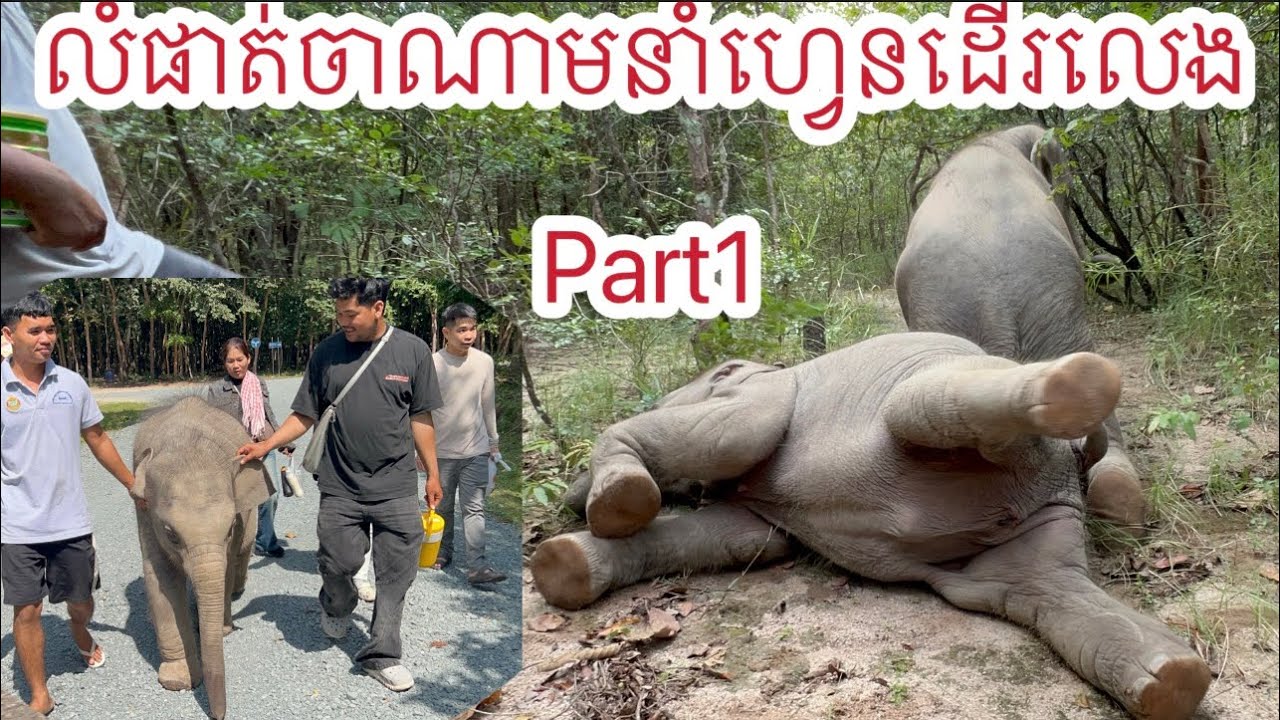 លំផាត់ចាណាមគេសប្បាយចិត្តណាស់បាននាំហ្វេនដើរលេង, lomphat and Chanam were very happy today.