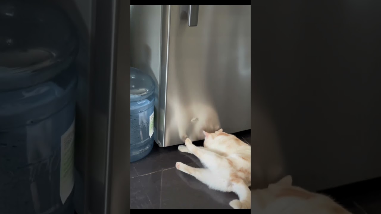 Cat finding something under the fridge 😂#funny #cat #funnycat #funnyvideos