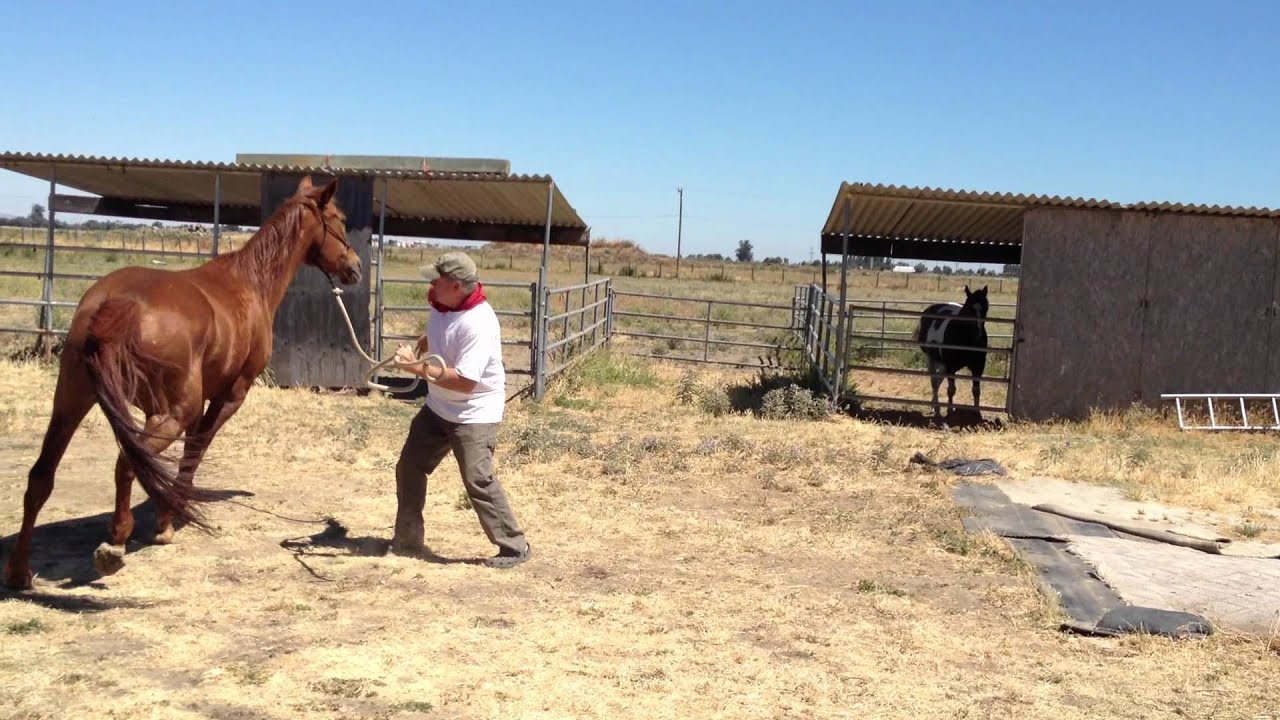 Lunging a Pushy & Dangerous Horse- Stopping Pushy Crowding - Rick Gore Horsemanship
