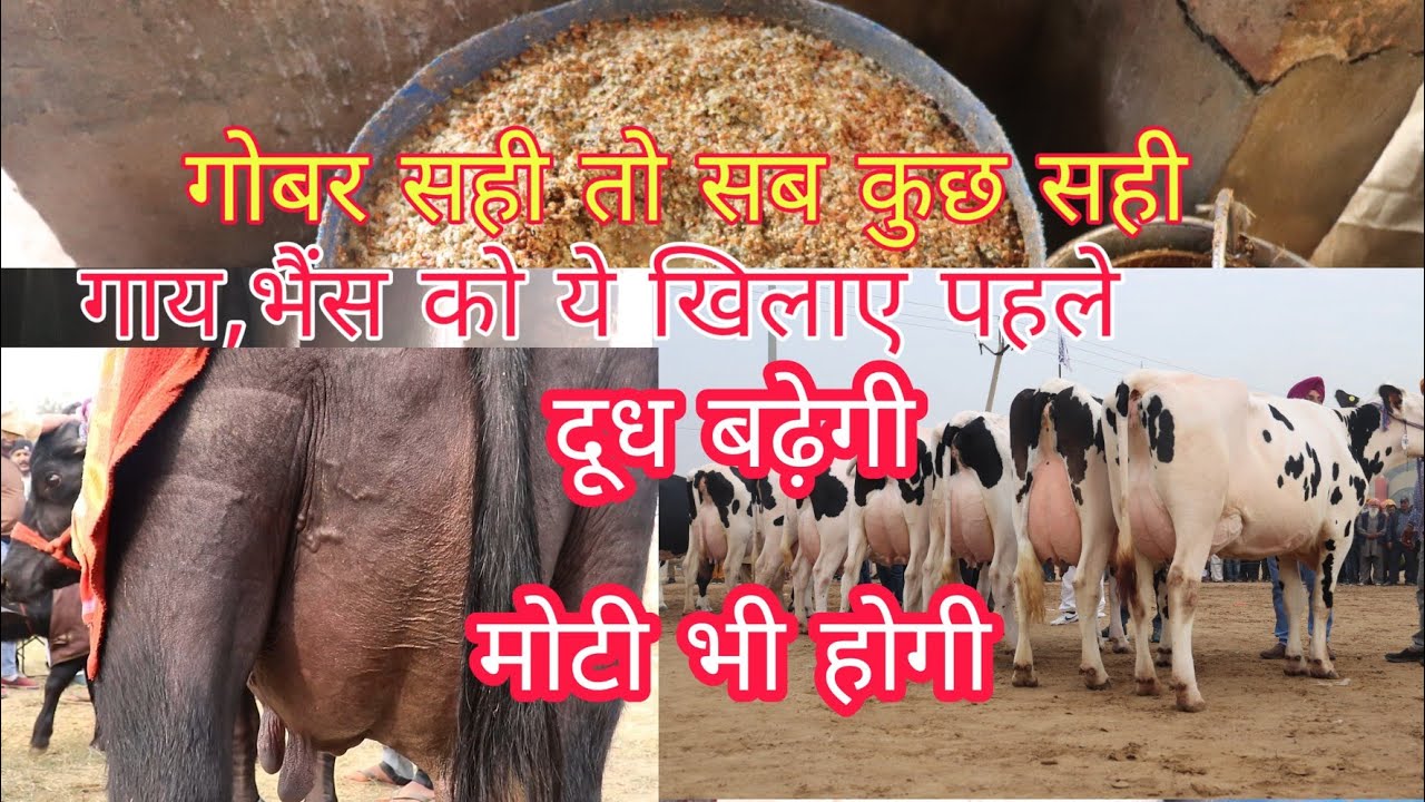 गोबर सही तो सब कुछ सही//Dung is perfect then everything