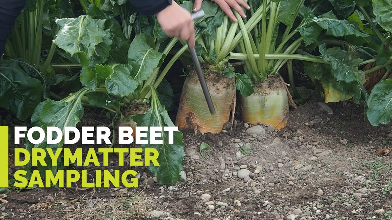 Fodder Beet Drymatter Sampling - Agricom