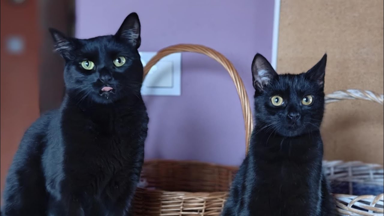Funny Cat Video - Cute Two Black Cats