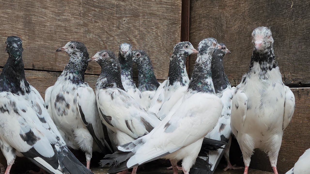 Teddy kabootar #Pigeon 