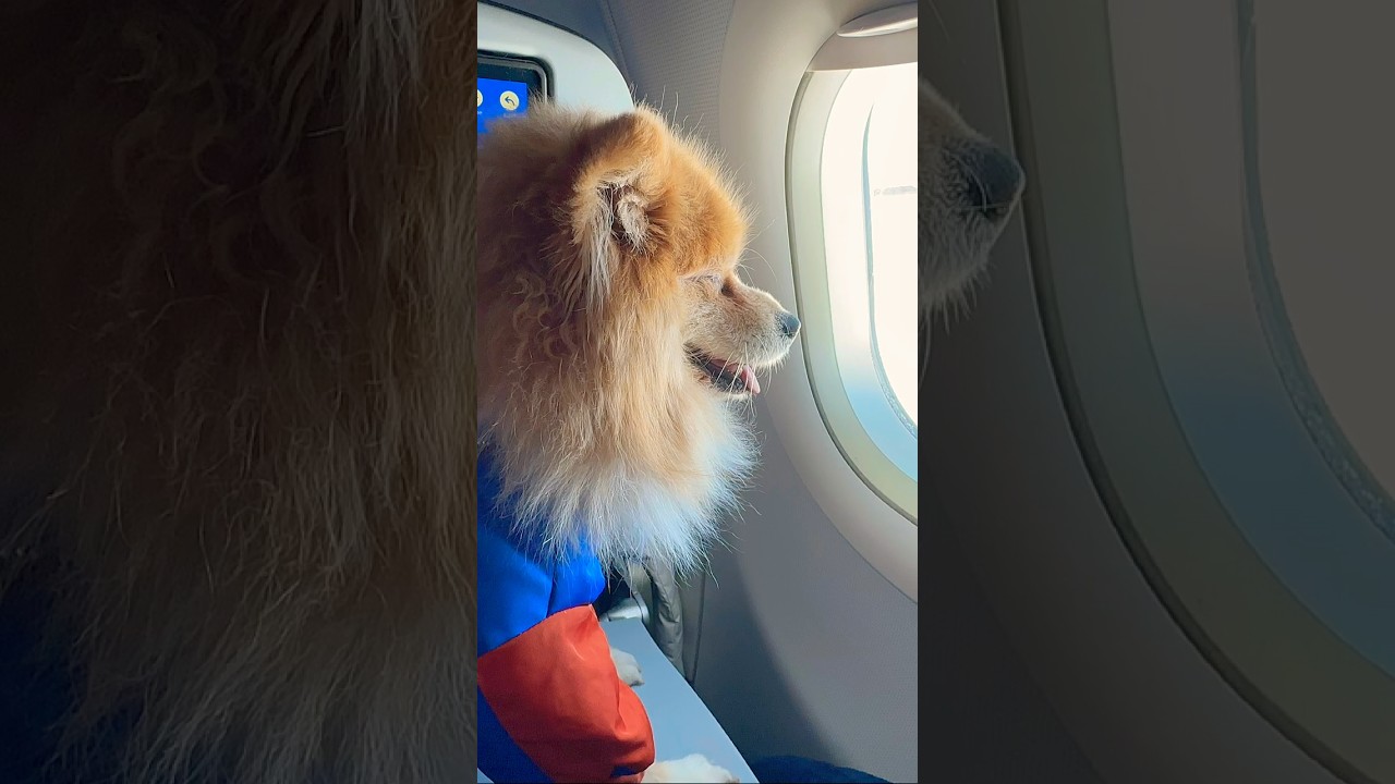 We&rsquo;re fly😄✈️#pomskydog #pomsky #pomskylife #pomskypuppy #pomskylove