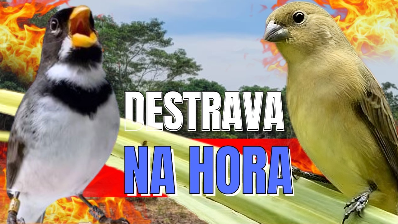 DESTRAVE SEU COLEIRO TUÍ-TUÍ ESQUENTAR COLEIRO TUÍ-TUÍ COM COLEIRO TUÍ-TUÍ E FÊMEA CHAMNDO ESQUENTAR