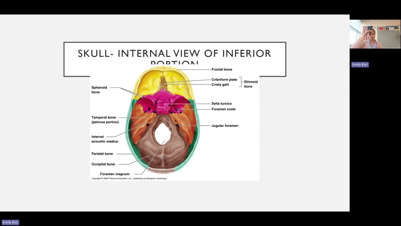AP1 Lab 4  - Histology and Axial Skeleton