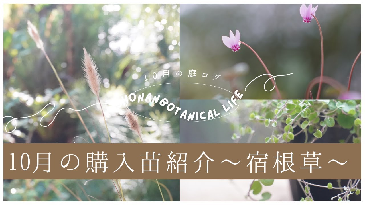 【秋のガーデニング】10月の購入苗紹介｜おぎはら植物園さんで購入した宿根草２９種！
