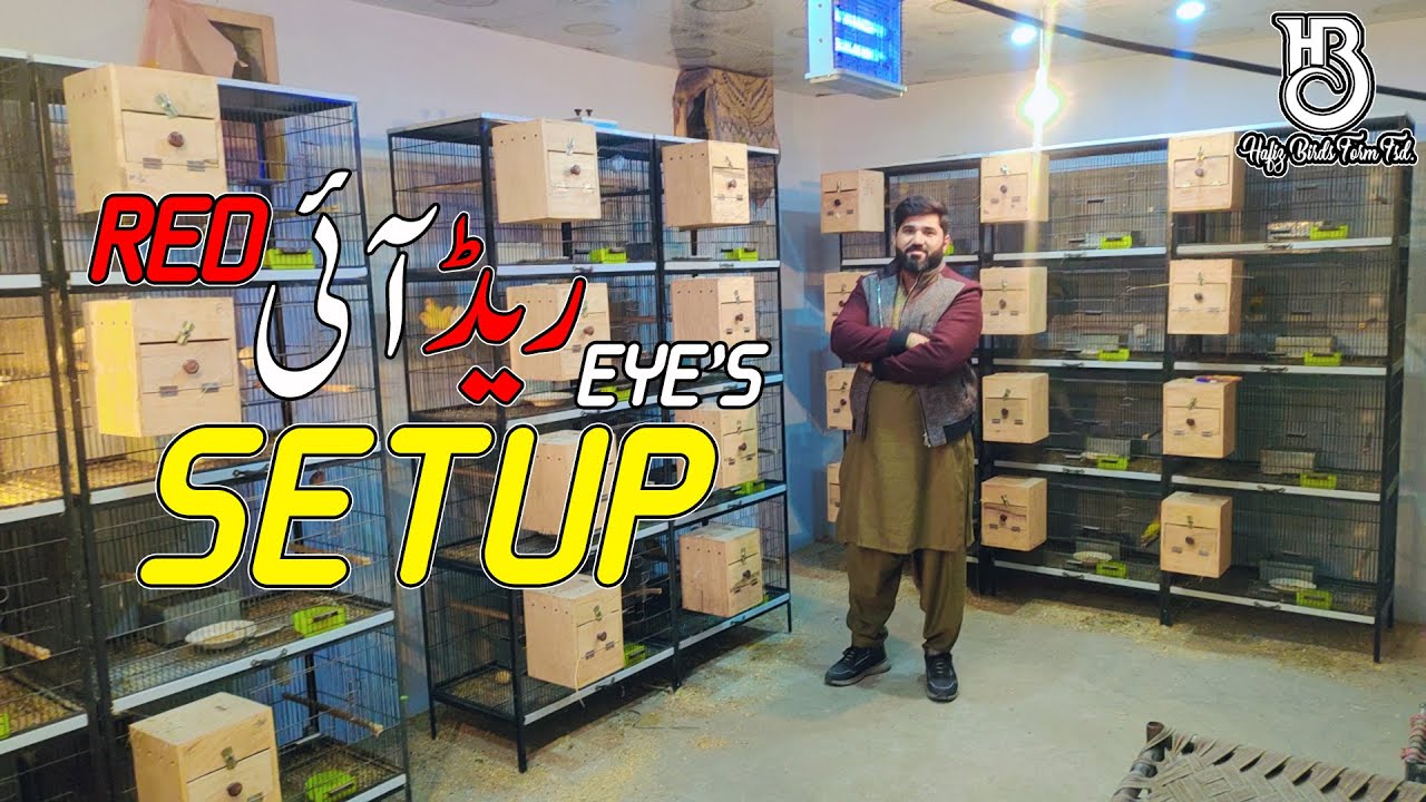 Visit ALBINO RED EYES Breeding Setup || 40Pairs || 60Chicks #HBFarm #lovebirds #breeding