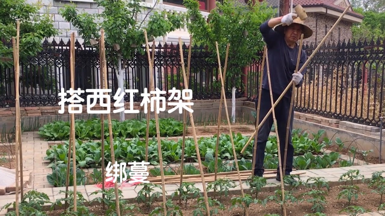 西红柿搭架绑蔓｜黄瓜架 豆角架