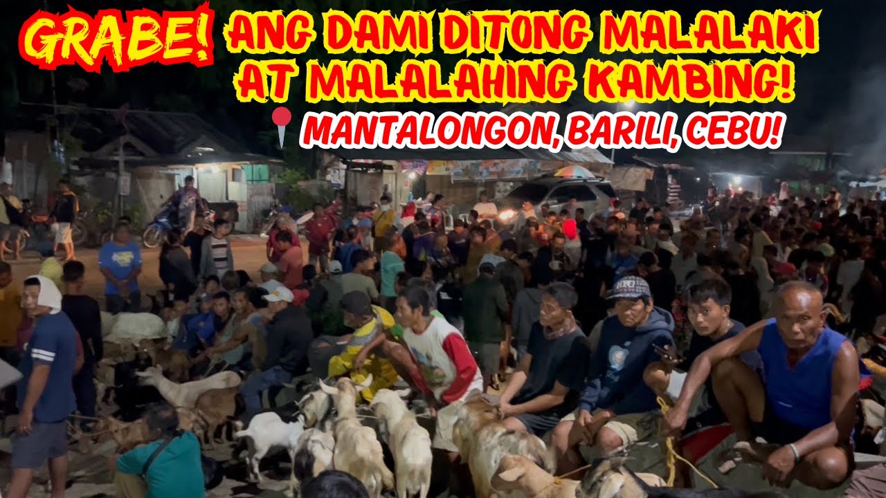GRABE! ANG DAMI DITONG MALALAKI AT MALALAHING KAMBING SA MANTALONGON, BARILI, CEBU! | SOLLE'S G.