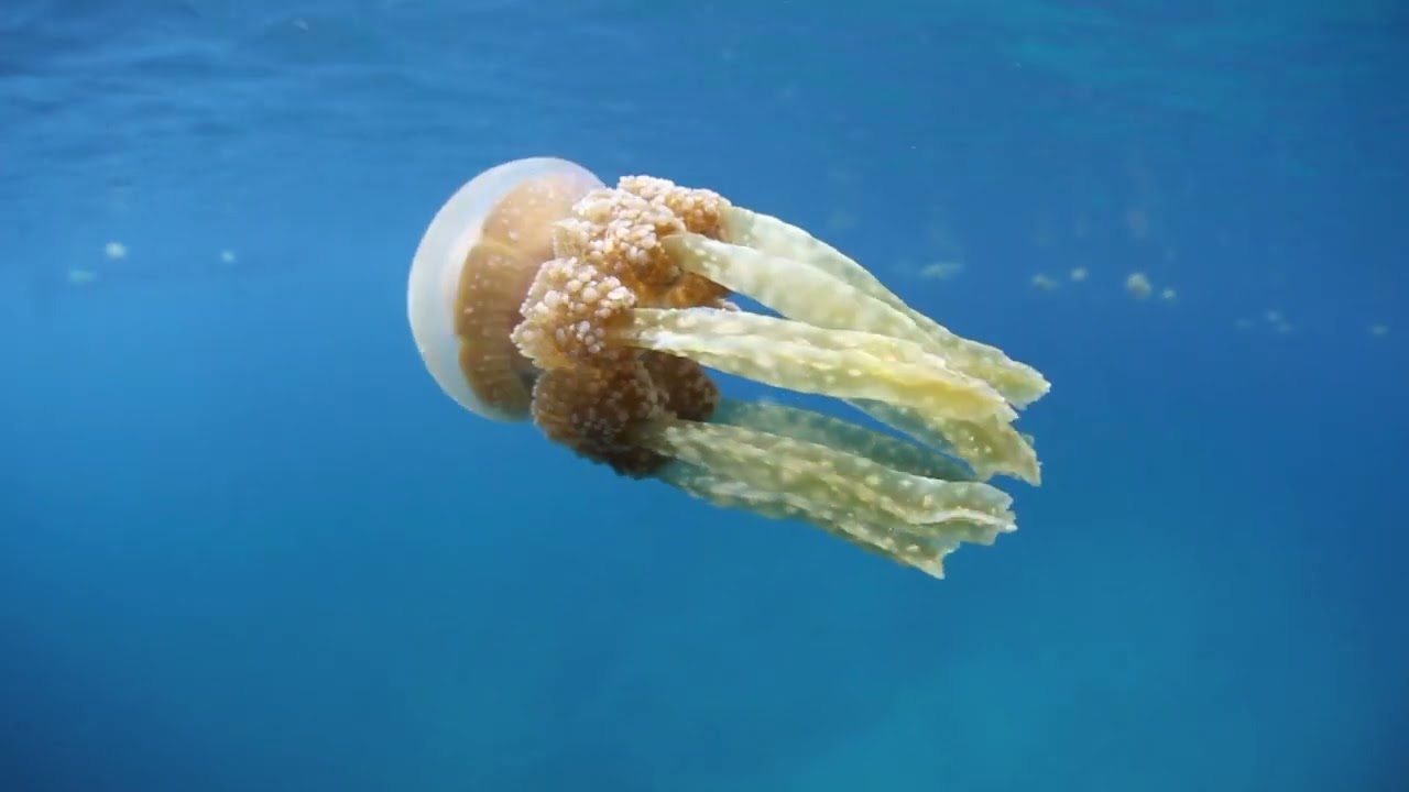 Jellyfish Free to use | No Copyright | 101 tags