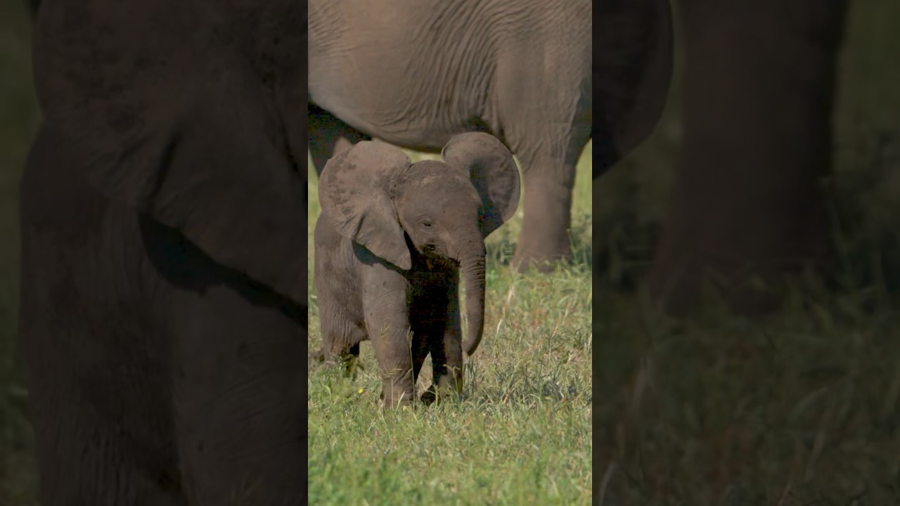 Horse riding with elephants in Botswana. Tuli Horse Safari. #horsebackriding