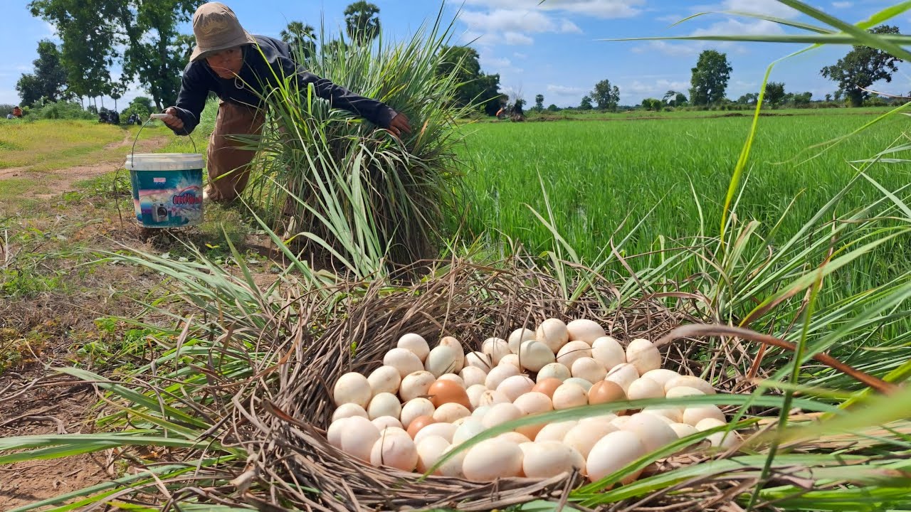 OMG Wow unique- A woman picks duck eggs according to the custom of the poor and gets a lot of them.