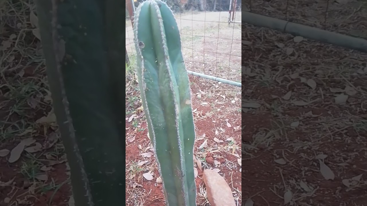 cactus órgano, lophocereus marginatus ( cereus marginatus )
