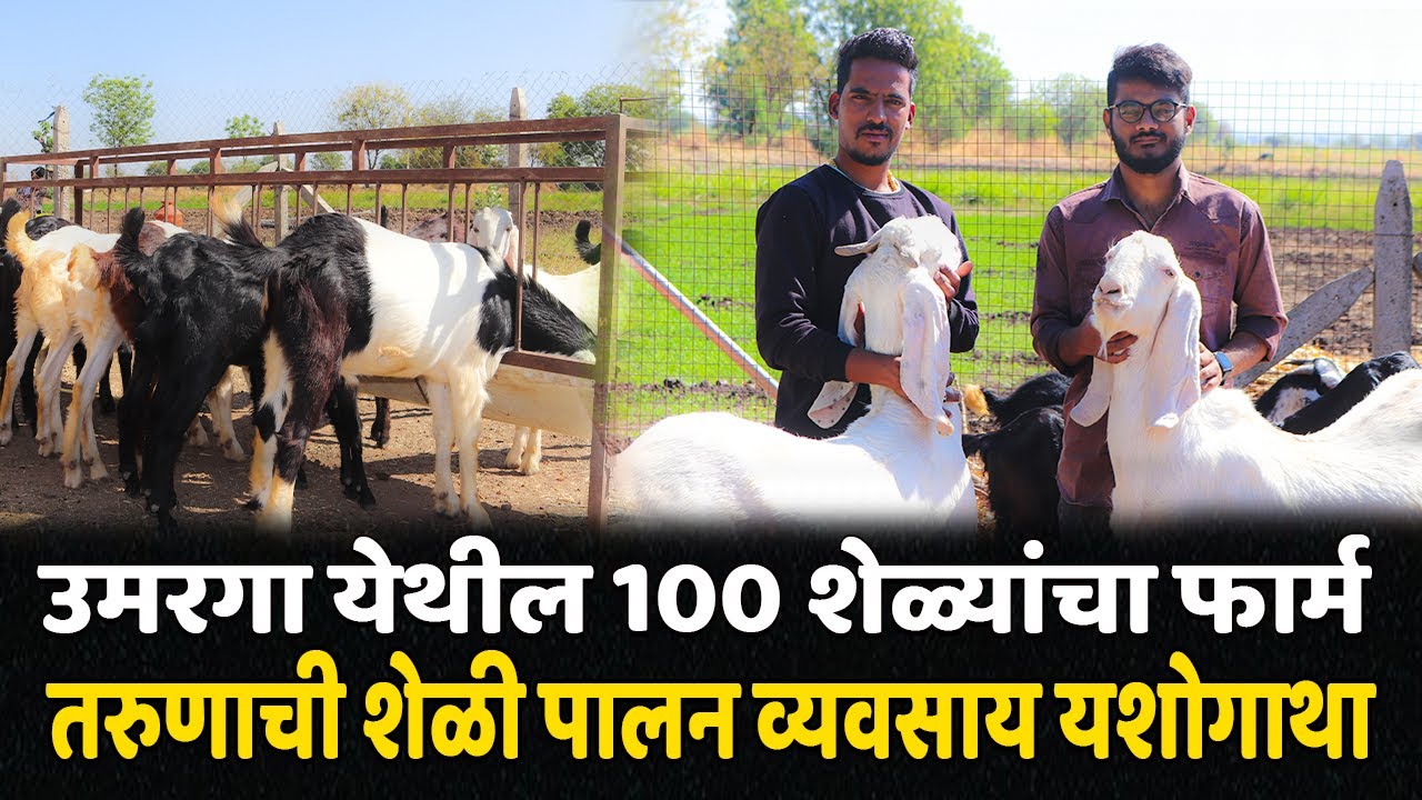 तरुणाची उस्मानाबादी शेळीपालन व्यवसाय यशोगाथा । Goat Farming Success Story Umarga । Great Maharashtra